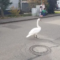 schwan_1.jpg